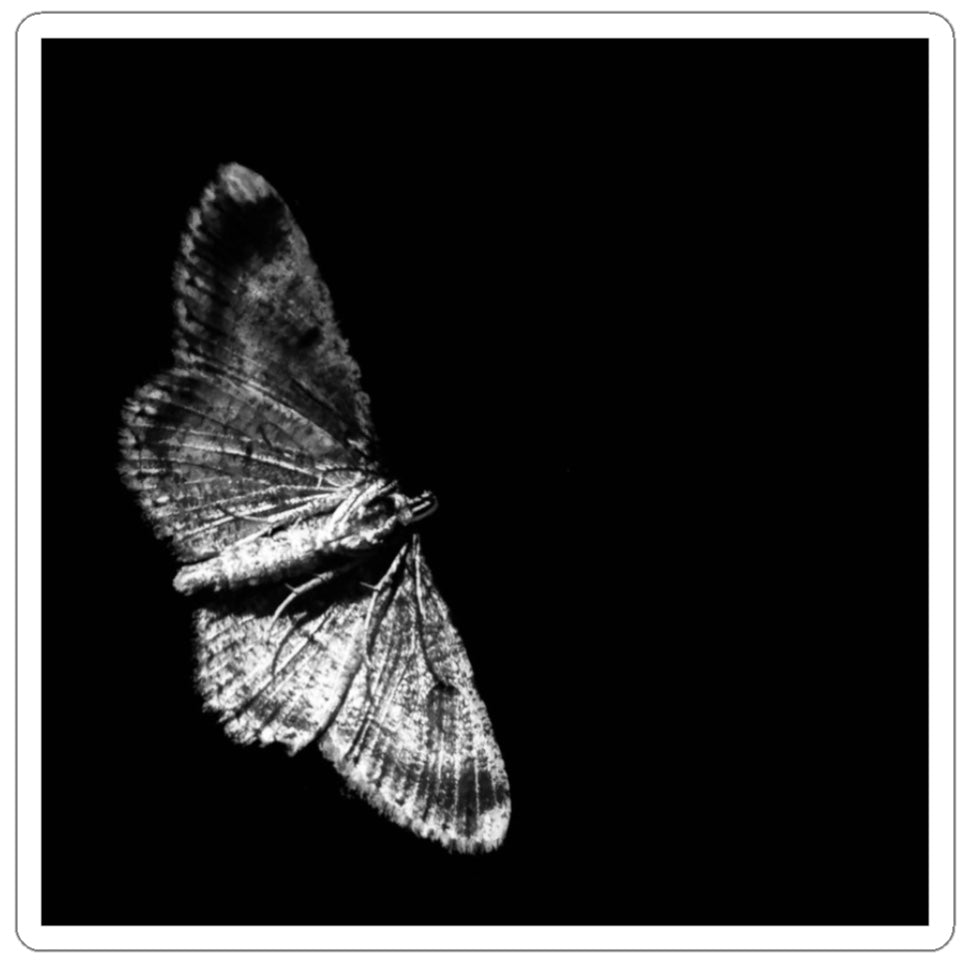 Moth Sticker
